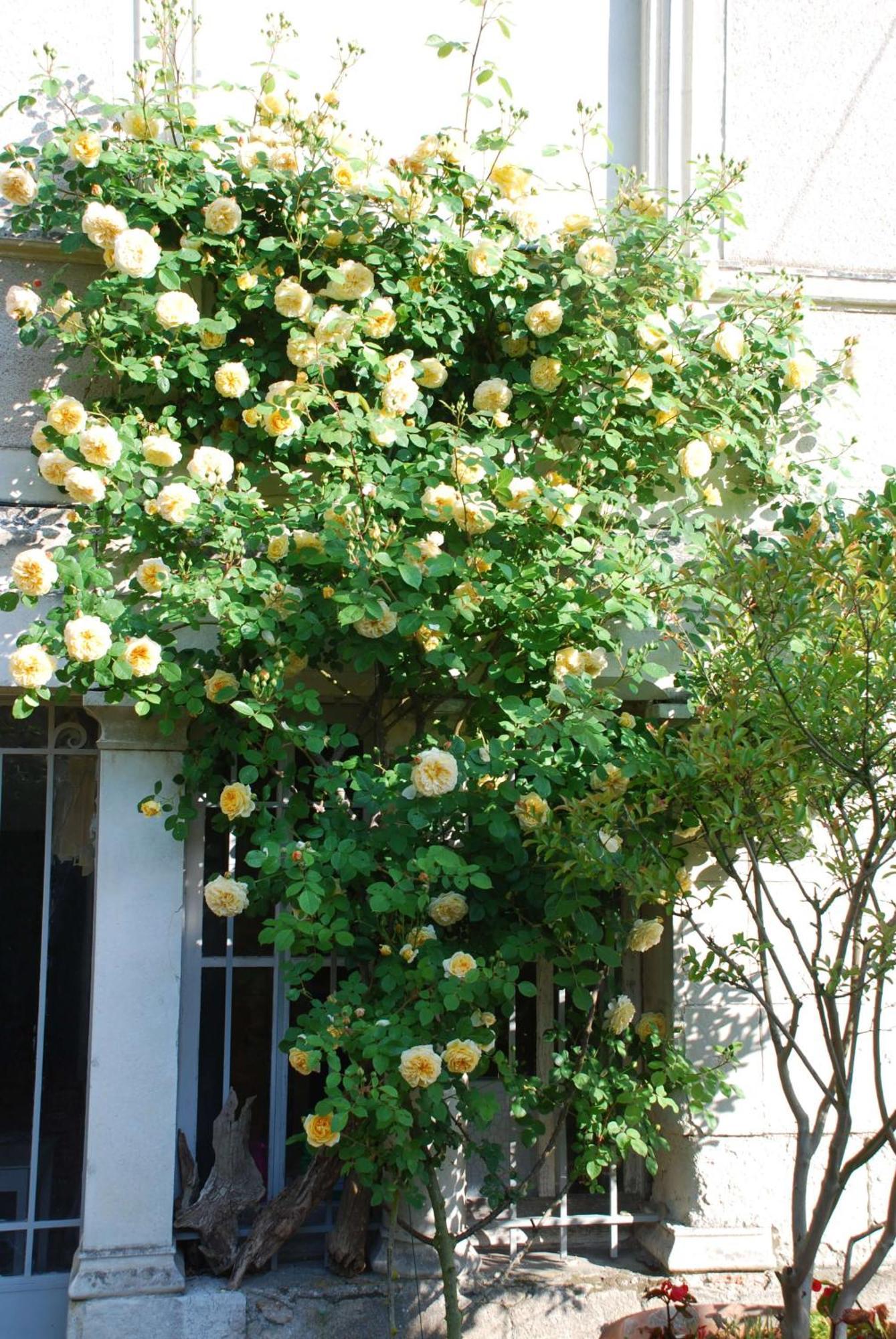 Domaine De L'Oie Rouge Acomodação com café da manhã Les Rosiers Exterior foto